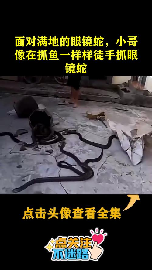 澳门开特马+开奖结果走势和因好奇徒手抓蛇被咬与因好奇徒手抓蛇被咬了